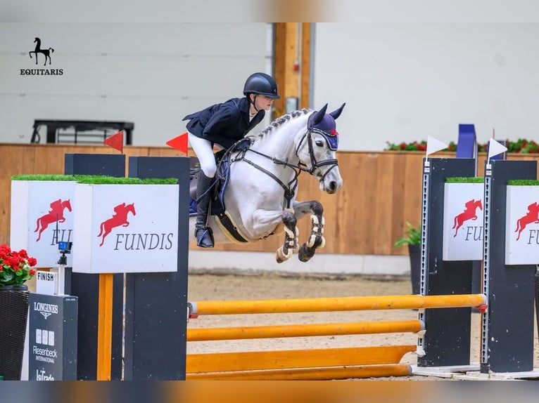 Poni alemán Yegua 5 años 146 cm Tordo in Nordkirchen
