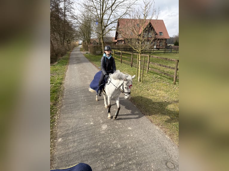 Poni alemán Yegua 5 años 146 cm Tordo in Nordkirchen