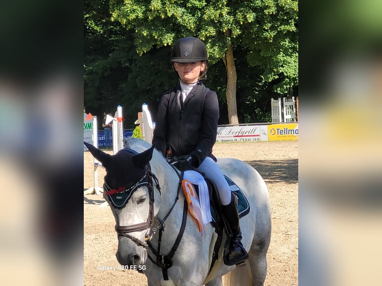 Poni alemán Yegua 5 años 146 cm Tordo in Nordkirchen