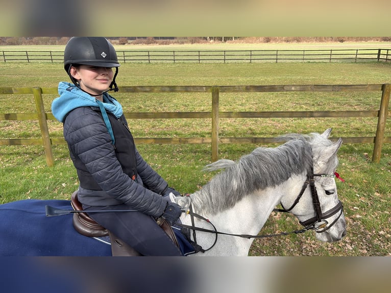 Poni alemán Yegua 5 años 146 cm Tordo in Nordkirchen