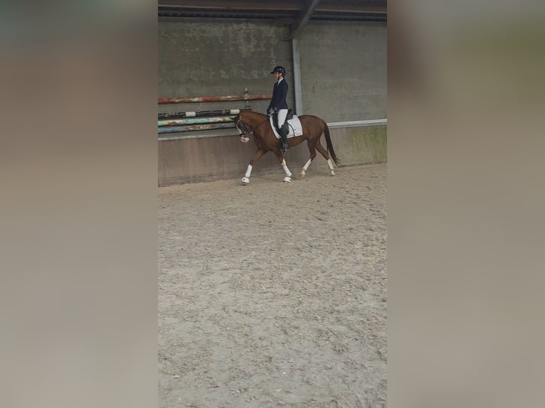 Poni alemán Yegua 5 años 147 cm Alazán in Lommel