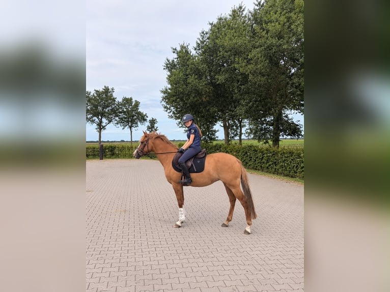 Poni alemán Yegua 5 años 147 cm Alazán in De Groeve