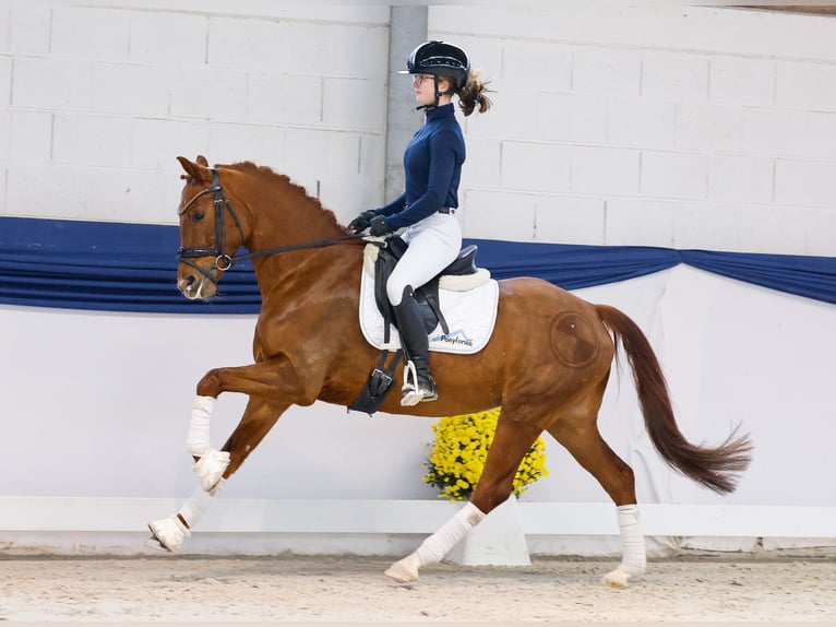Poni alemán Yegua 5 años 147 cm Alazán-tostado in Marsberg