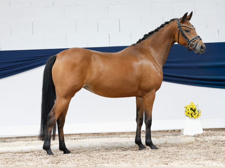 Poni alemán Yegua 5 años 147 cm Castaño in Nordhorn