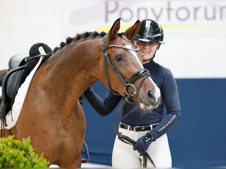 Poni alemán Yegua 5 años 147 cm Castaño in Marsberg