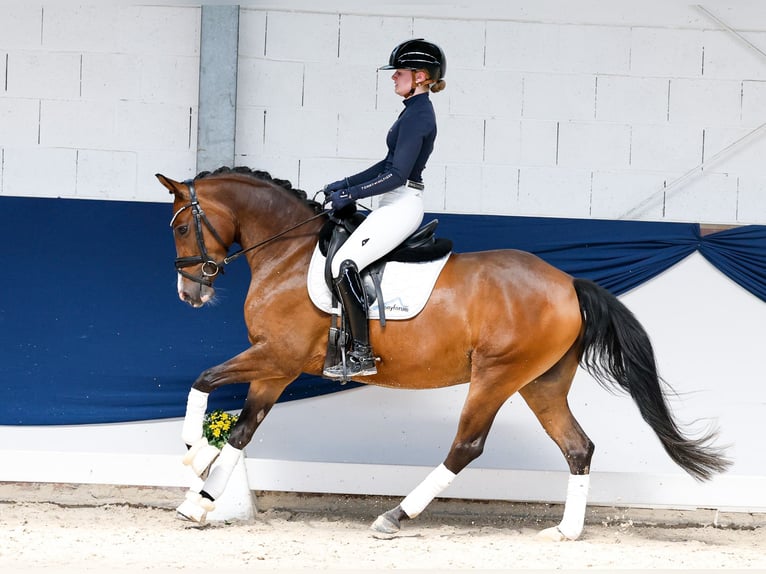 Poni alemán Yegua 5 años 147 cm Castaño in Marsberg