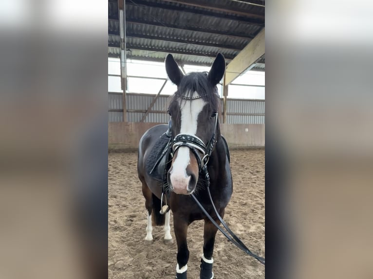 Poni alemán Yegua 5 años 147 cm Castaño oscuro in Ahrensburg