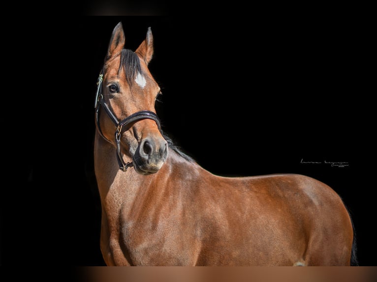 Poni alemán Yegua 5 años 147 cm Castaño oscuro in Sonnefeld