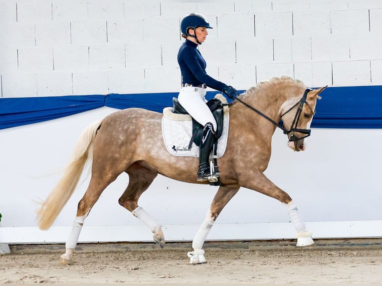 Poni alemán Yegua 5 años 147 cm Palomino in Marsberg