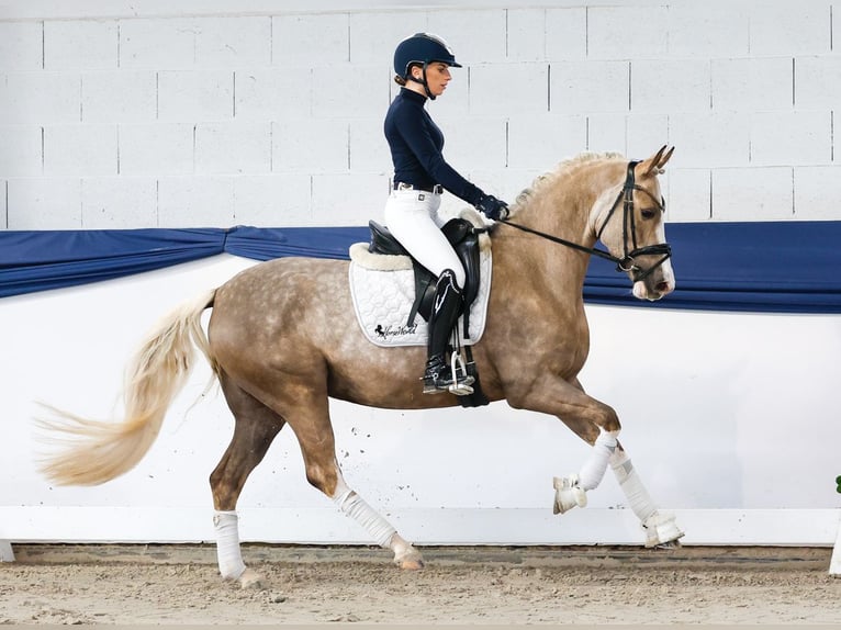 Poni alemán Yegua 5 años 147 cm Palomino in Marsberg