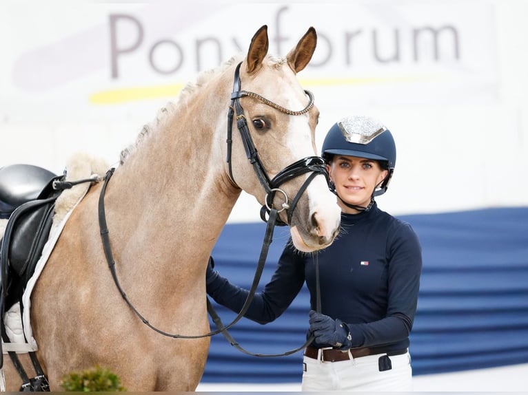 Poni alemán Yegua 5 años 147 cm Palomino in Marsberg