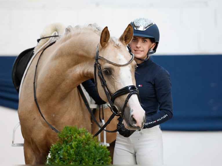 Poni alemán Yegua 5 años 147 cm Palomino in Marsberg