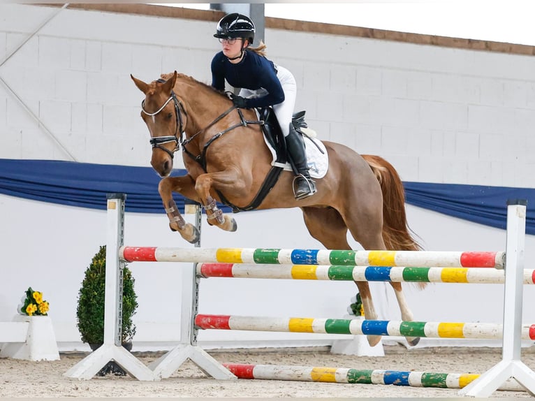 Poni alemán Yegua 5 años 148 cm Alazán in Marsberg