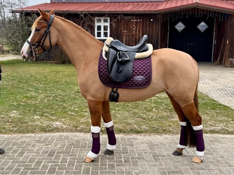 Poni alemán Yegua 5 años 148 cm Bayo in Ankum