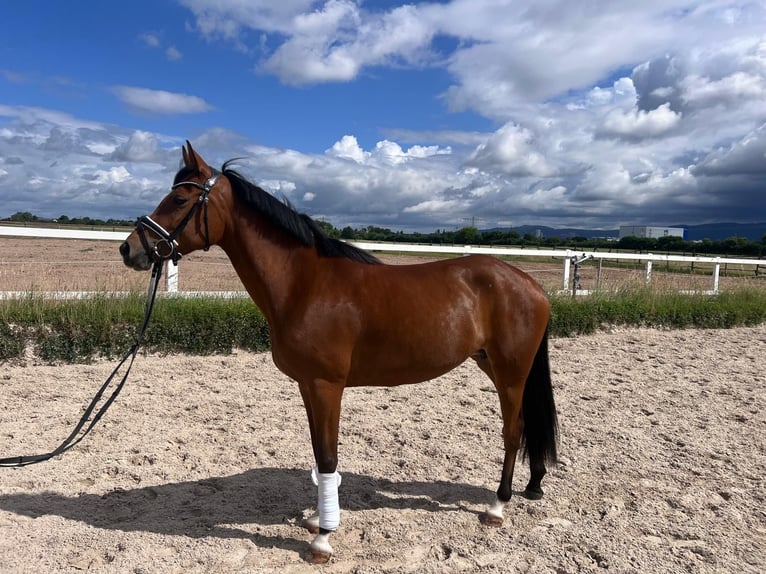 Poni alemán Yegua 5 años 148 cm Bayo in Eppelheim