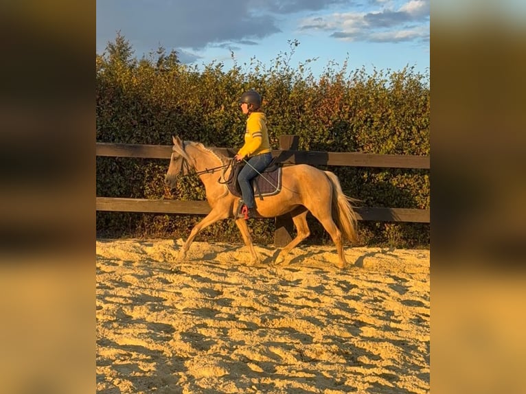 Poni alemán Yegua 5 años 148 cm Champán in Daleiden