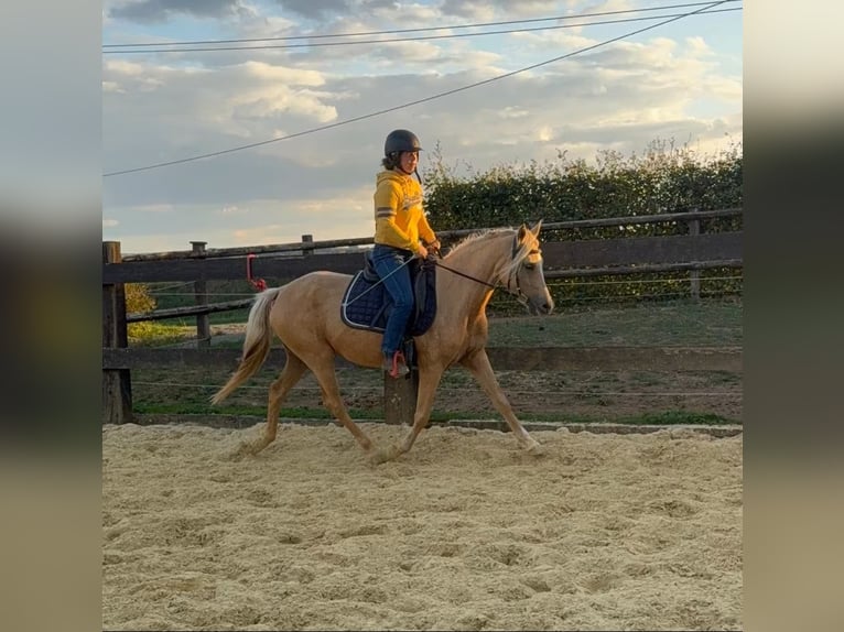 Poni alemán Yegua 5 años 148 cm Champán in Daleiden