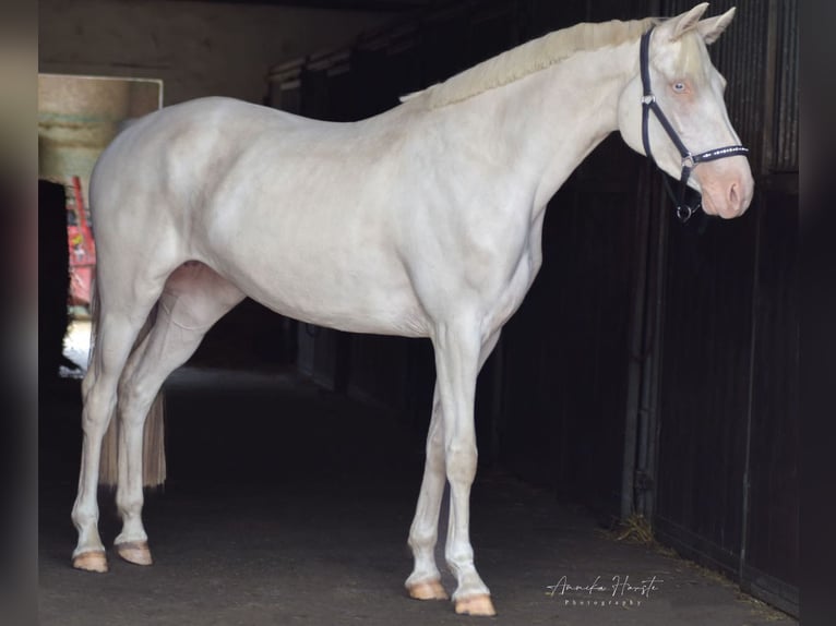Poni alemán Yegua 5 años 148 cm Cremello in Hamburg