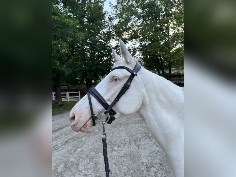 Poni alemán Yegua 5 años 148 cm Cremello in Hamburg