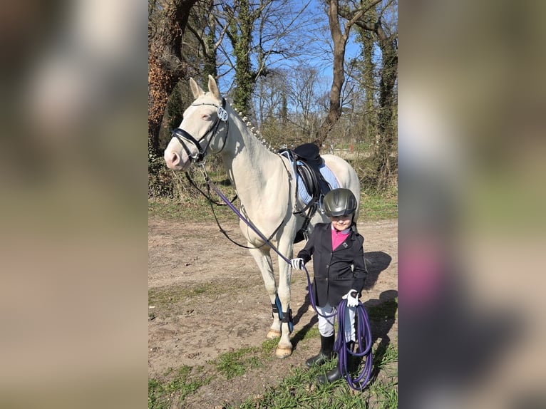 Poni alemán Yegua 5 años 148 cm Cremello in Wanzleben