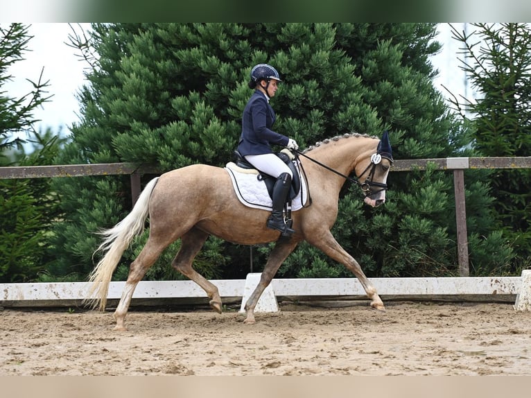 Poni alemán Yegua 5 años 148 cm Palomino in Ilmenau