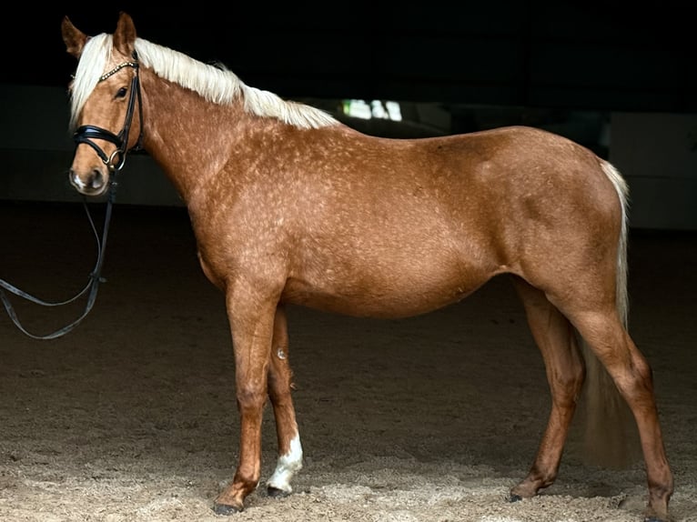 Poni alemán Yegua 5 años 148 cm Palomino in Kietz