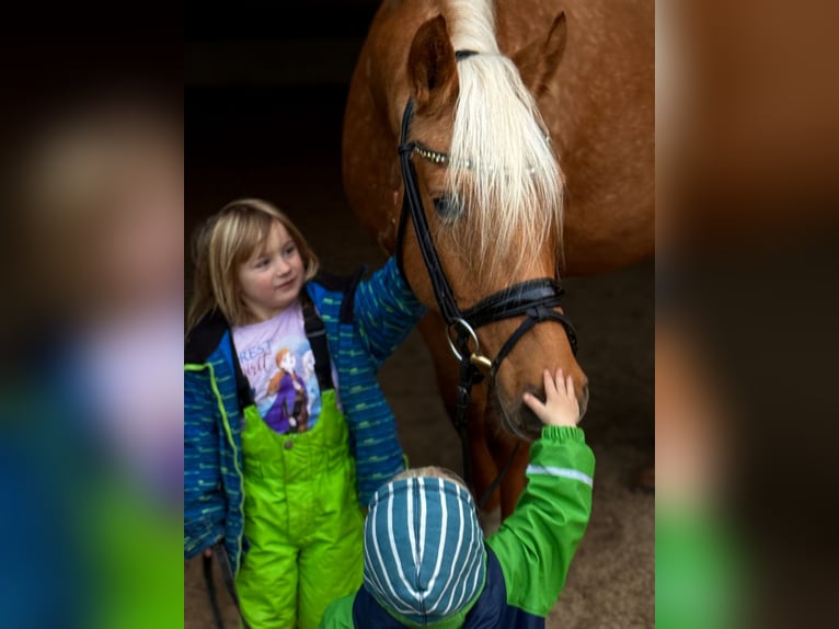 Poni alemán Yegua 5 años 148 cm Palomino in Kietz