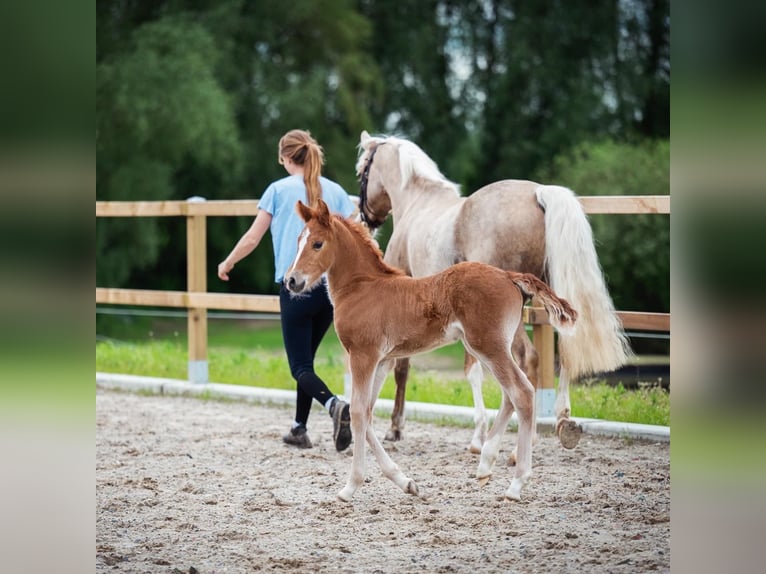 Poni alemán Yegua 5 años 148 cm Palomino in Maaseik