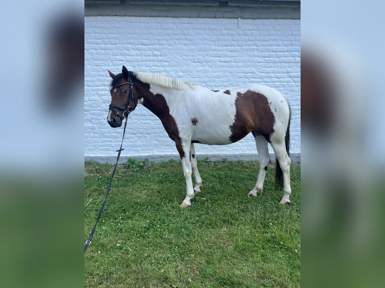 Poni alemán Yegua 5 años 148 cm Pío in Köln
