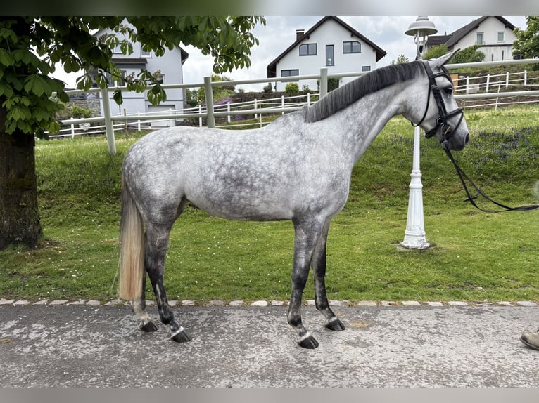 Poni alemán Yegua 5 años 148 cm Tordo in Plettenberg