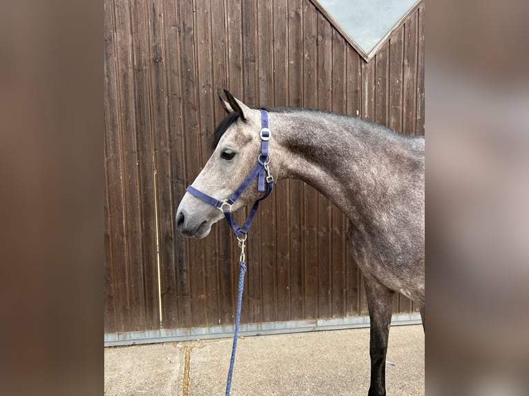 Poni alemán Yegua 5 años 148 cm Tordo rodado in Rosendahl