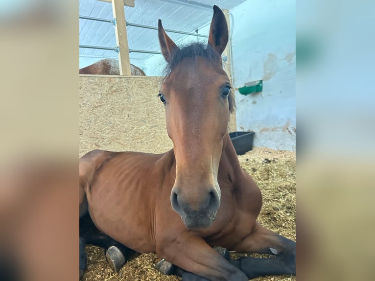 Poni alemán Mestizo Yegua 5 años 149 cm Castaño in Achenkirch