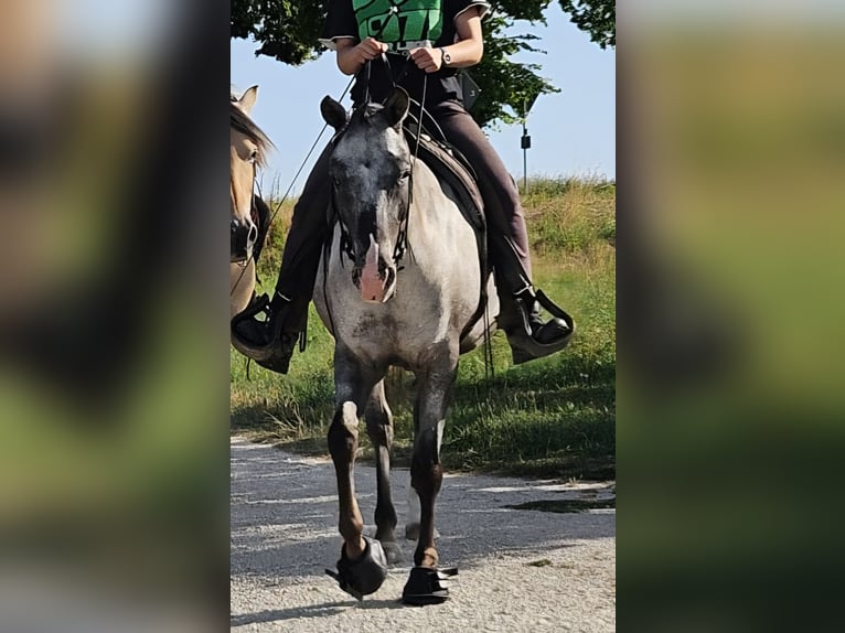 Poni alemán Mestizo Yegua 5 años 150 cm Tordo rodado in Sankt Johann