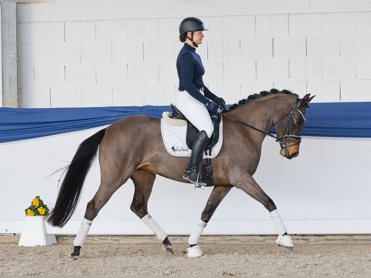 Poni alemán Yegua 5 años 151 cm Castaño oscuro in Marsberg