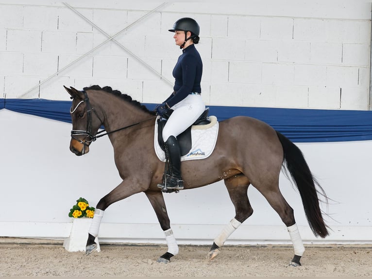Poni alemán Yegua 5 años 151 cm Castaño oscuro in Marsberg