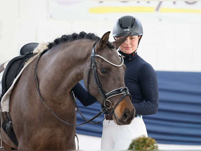 Poni alemán Yegua 5 años 151 cm Castaño oscuro in Marsberg