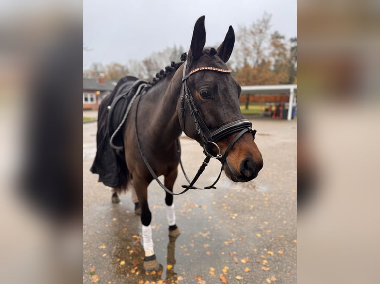 Poni alemán Yegua 5 años 152 cm Castaño in Moisburg