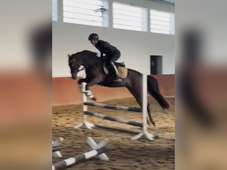 Poni alemán Yegua 5 años 152 cm Castaño in Moisburg