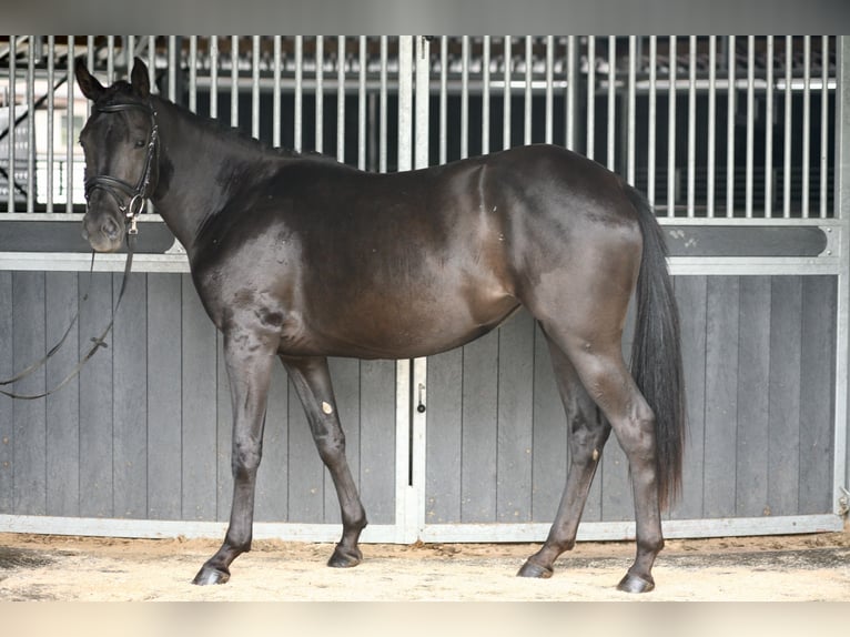 Poni alemán Yegua 5 años 152 cm Negro in Achern