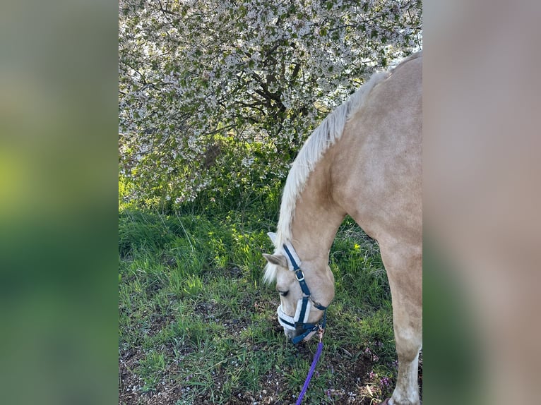 Poni alemán Yegua 5 años 152 cm Palomino in Stolpe