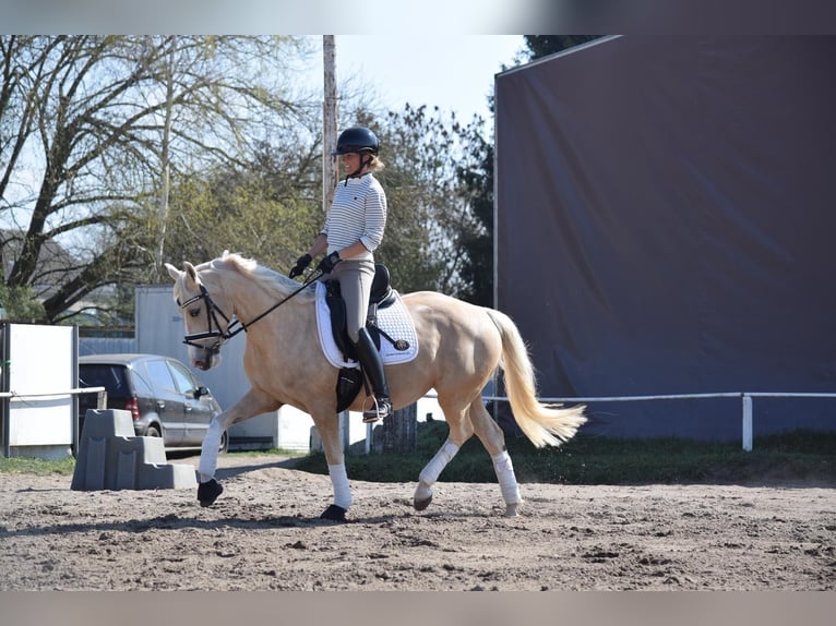 Poni alemán Yegua 5 años 152 cm Palomino in Stolpe