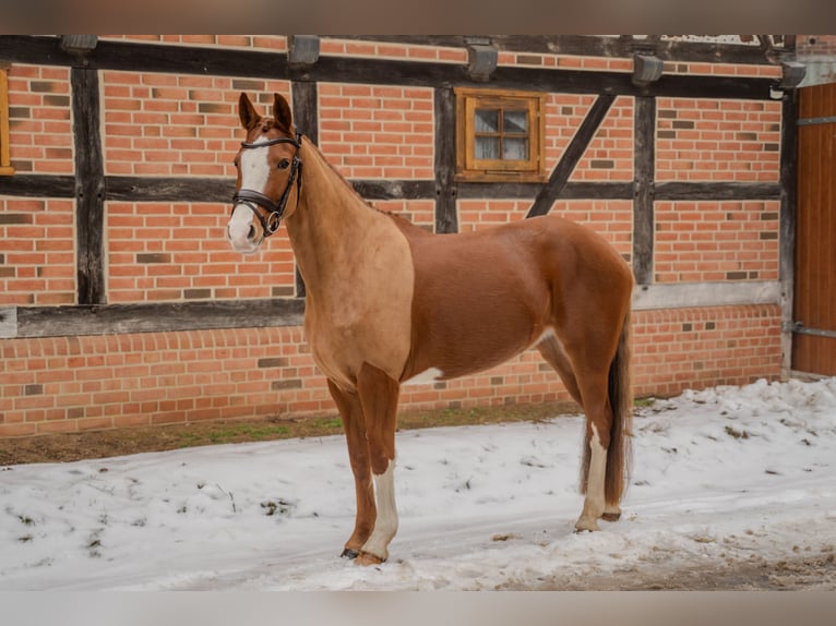 Poni alemán Yegua 5 años 153 cm Alazán in Redefin