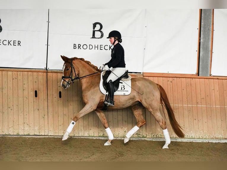 Poni alemán Yegua 5 años 153 cm Alazán in Riedstadt