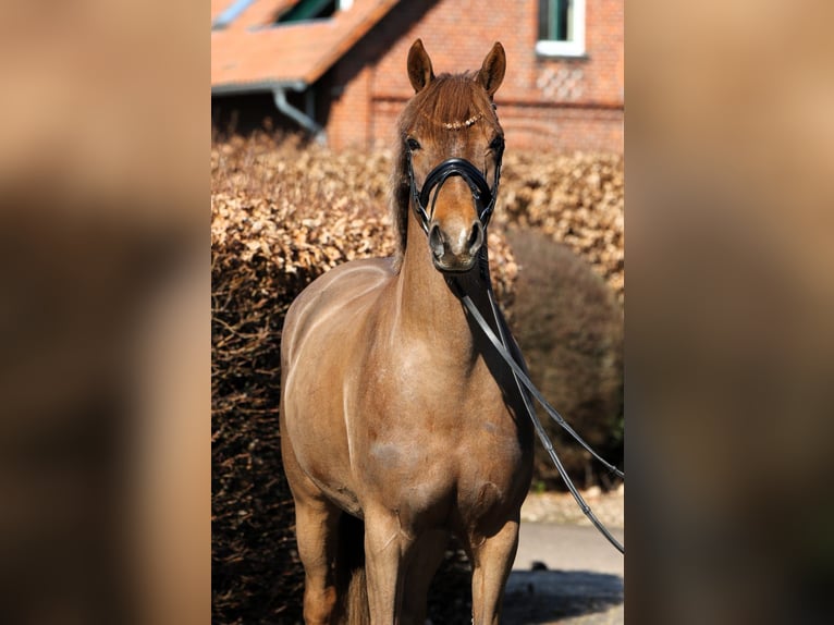 Poni alemán Yegua 5 años 153 cm Alazán-tostado in Rehburg-Loccum Münchehagen