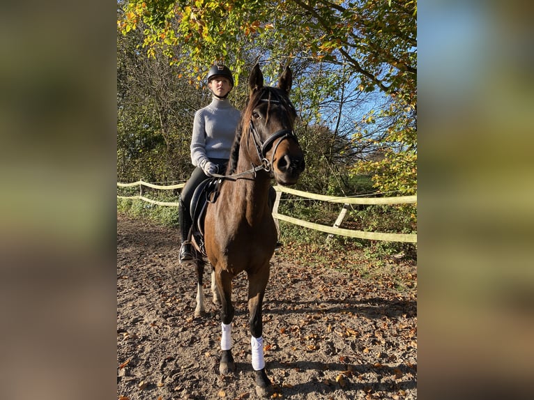 Poni alemán Yegua 5 años 153 cm Castaño oscuro in Großheide