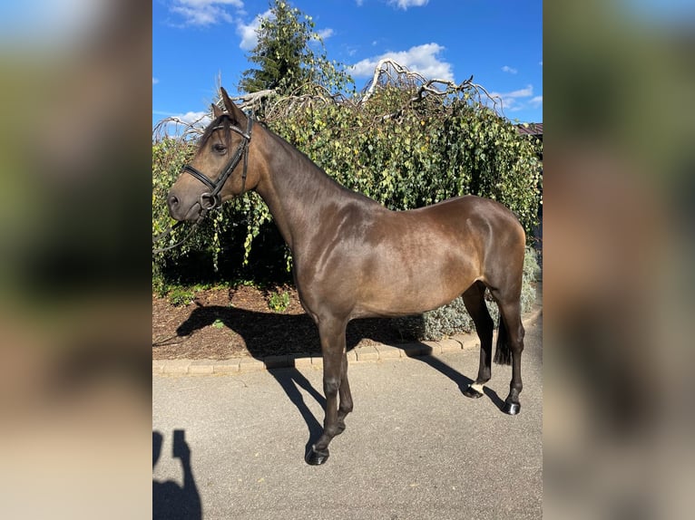 Poni alemán Yegua 5 años 154 cm Bayo in Iggingen