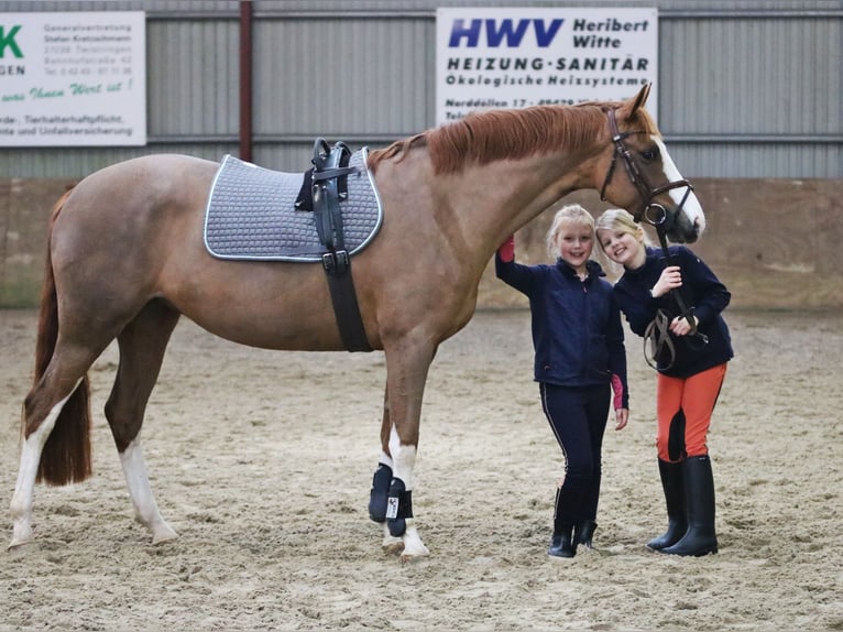 Poni alemán Yegua 5 años 156 cm Alazán in Wildeshausen
