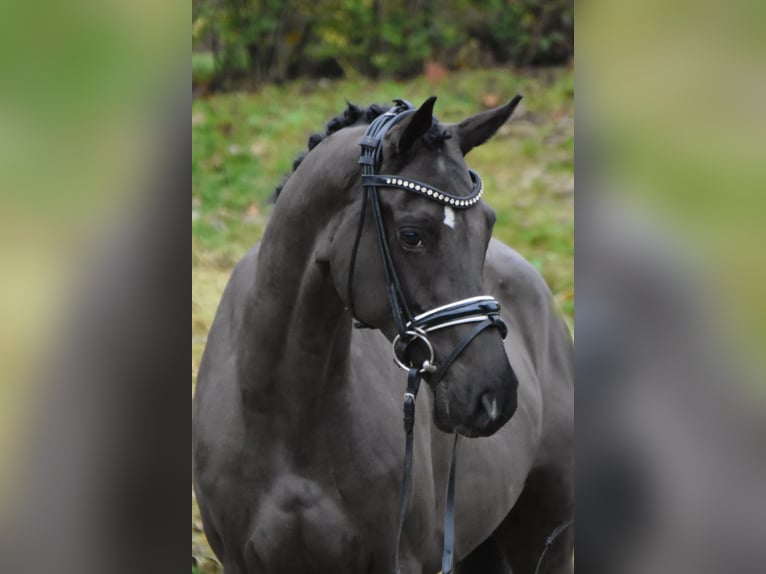 Poni alemán Yegua 5 años 156 cm Negro in Fürstenau