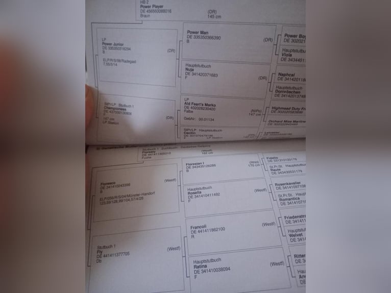 Poni alemán Yegua 5 años 157 cm Alazán in Extertal