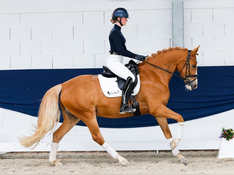 Poni alemán Yegua 5 años 160 cm Alazán in Marsberg